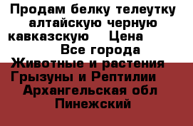 Продам белку телеутку алтайскую,черную кавказскую. › Цена ­ 5 000 - Все города Животные и растения » Грызуны и Рептилии   . Архангельская обл.,Пинежский 